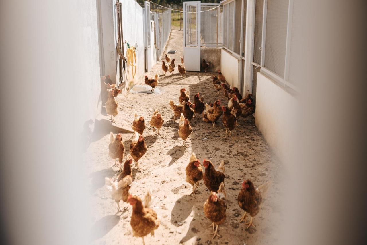 Bauernhof Cucumbi Santa Suzana